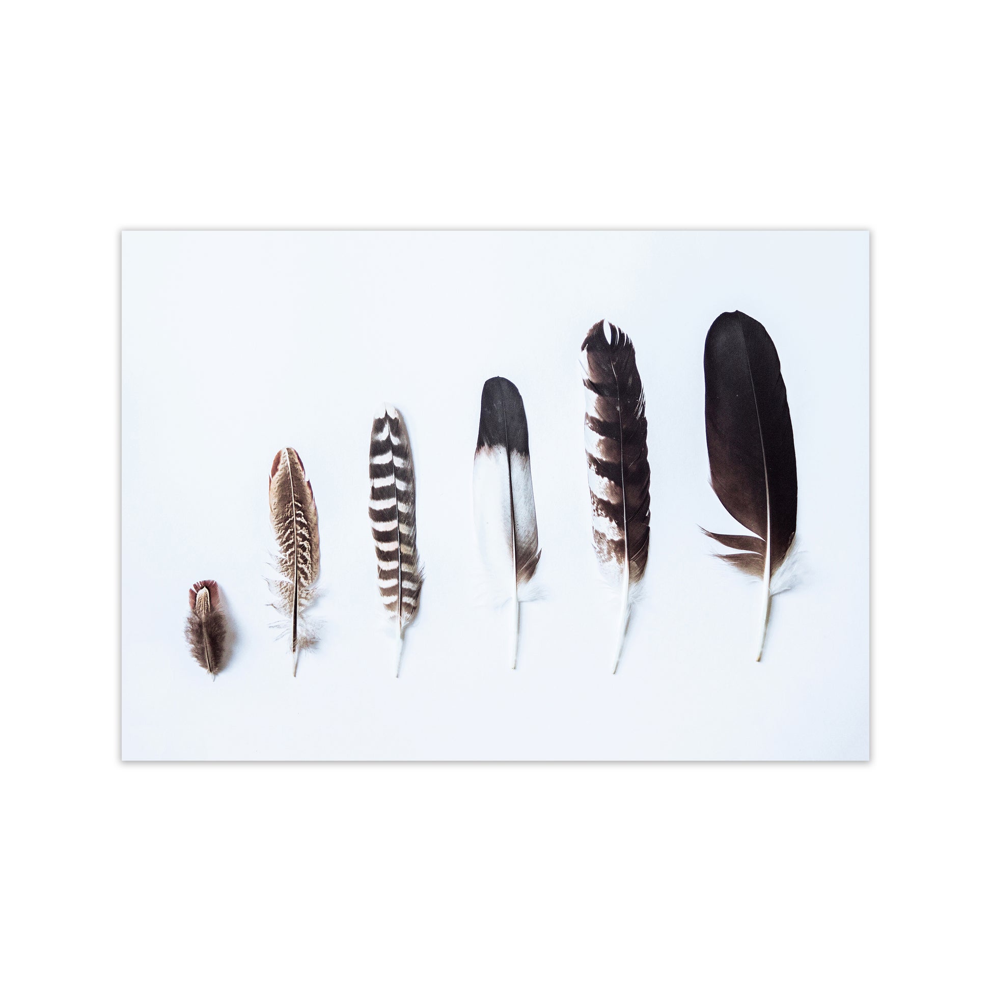 Feathers II Photography Print by Victoria Frost Print Only