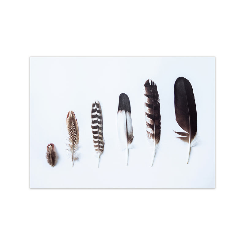 Feathers II Photography Print by Victoria Frost Print Only