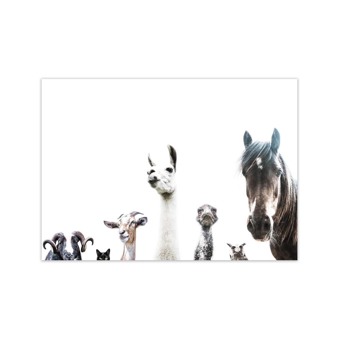 Animal Crew Photography Print by Victoria Frost Print Only