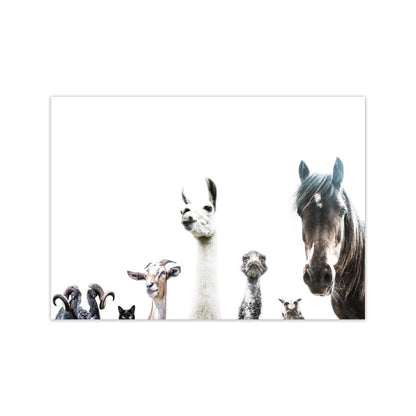 Animal Crew Photography Print by Victoria Frost Print Only