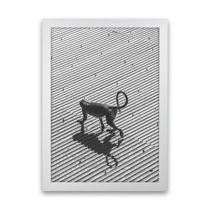 Monkey Buisness Photography Print by Victoria Frost White Grain