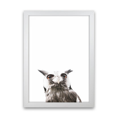 Lil Owl Photography Print by Victoria Frost White Grain