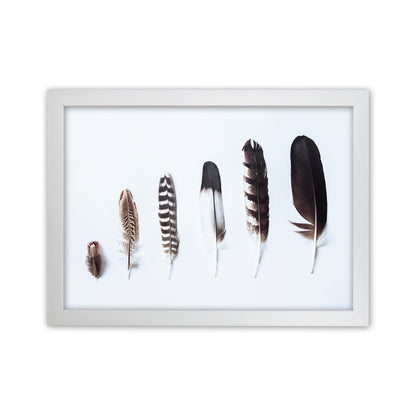 Feathers II Photography Print by Victoria Frost White Grain