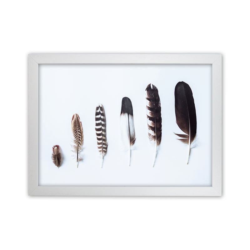 Feathers II Photography Print by Victoria Frost White Grain
