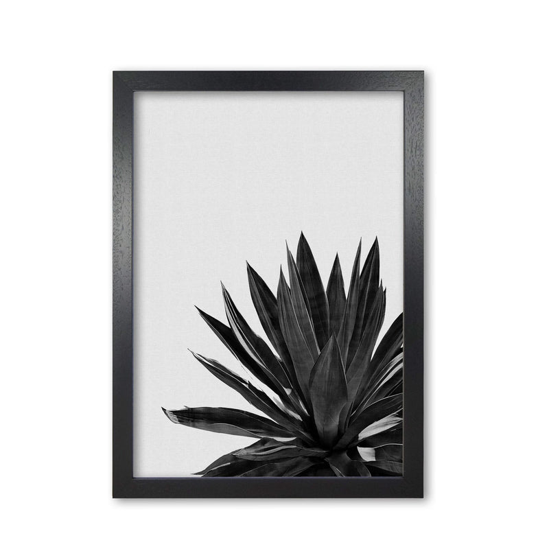 Agave cactus black and white fine art print by orara studio, framed botanical &