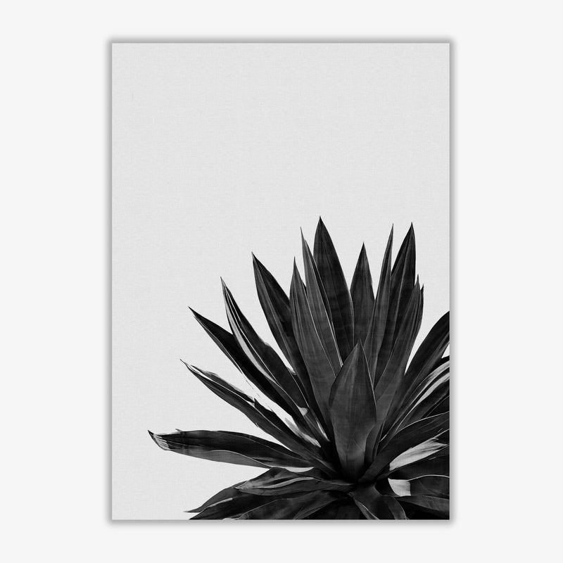Agave cactus black and white fine art print by orara studio, framed botanical &