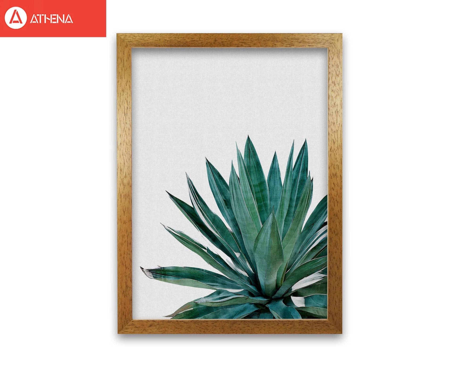 Agave cactus fine art print by orara studio, framed botanical &#038; nature art print
