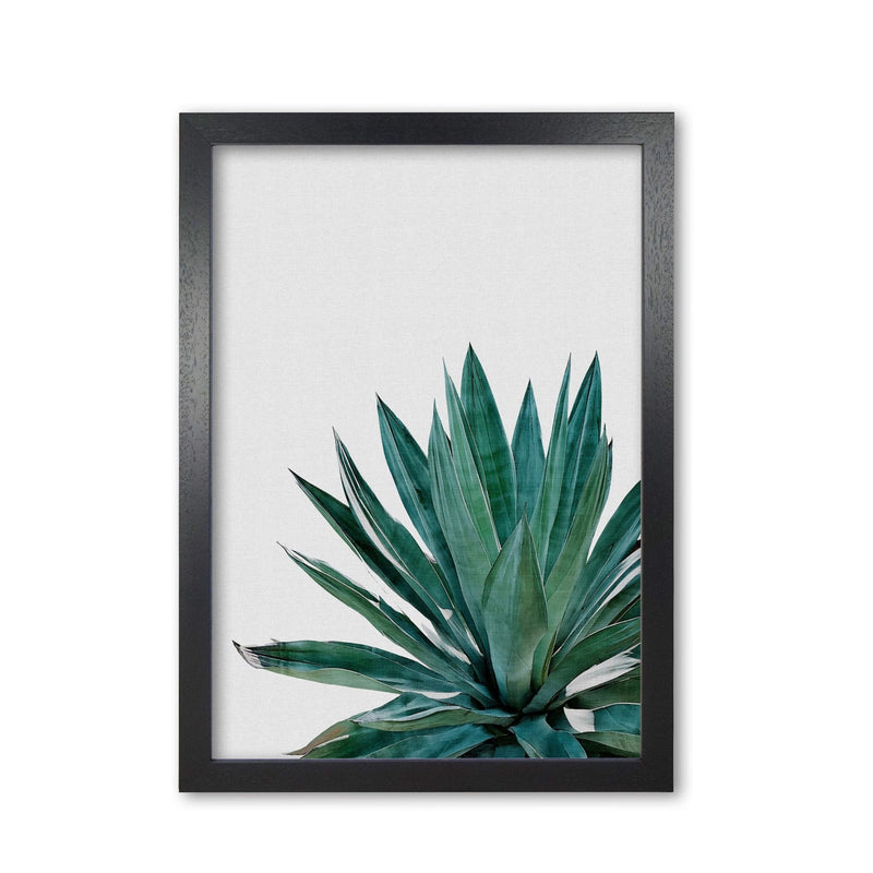 Agave cactus fine art print by orara studio, framed botanical &