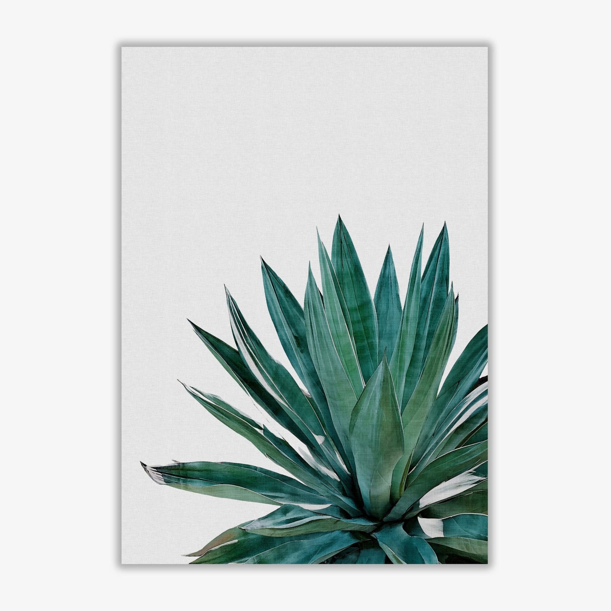 Agave cactus fine art print by orara studio, framed botanical &#038; nature art print