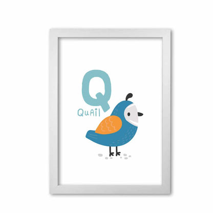 Alphabet animals, q is for quail modern fine art print, framed childrens nursey wall art poster