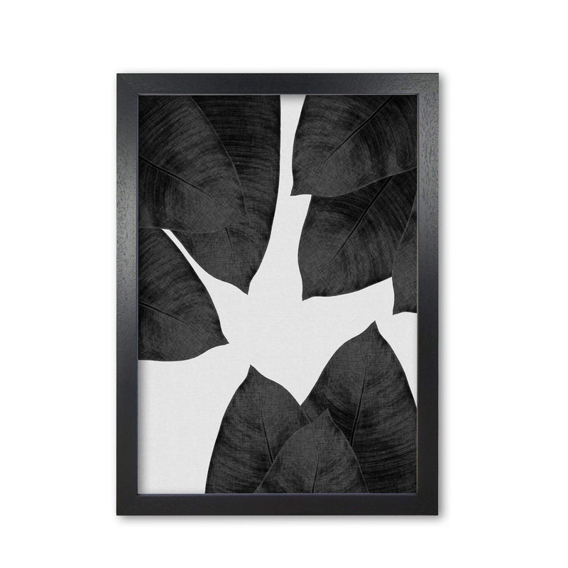 Banana leaf black &