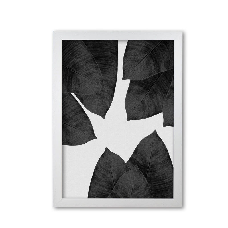 Banana leaf black &