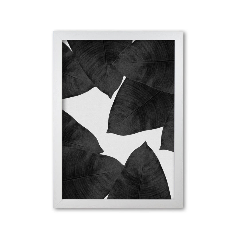 Banana leaf black &