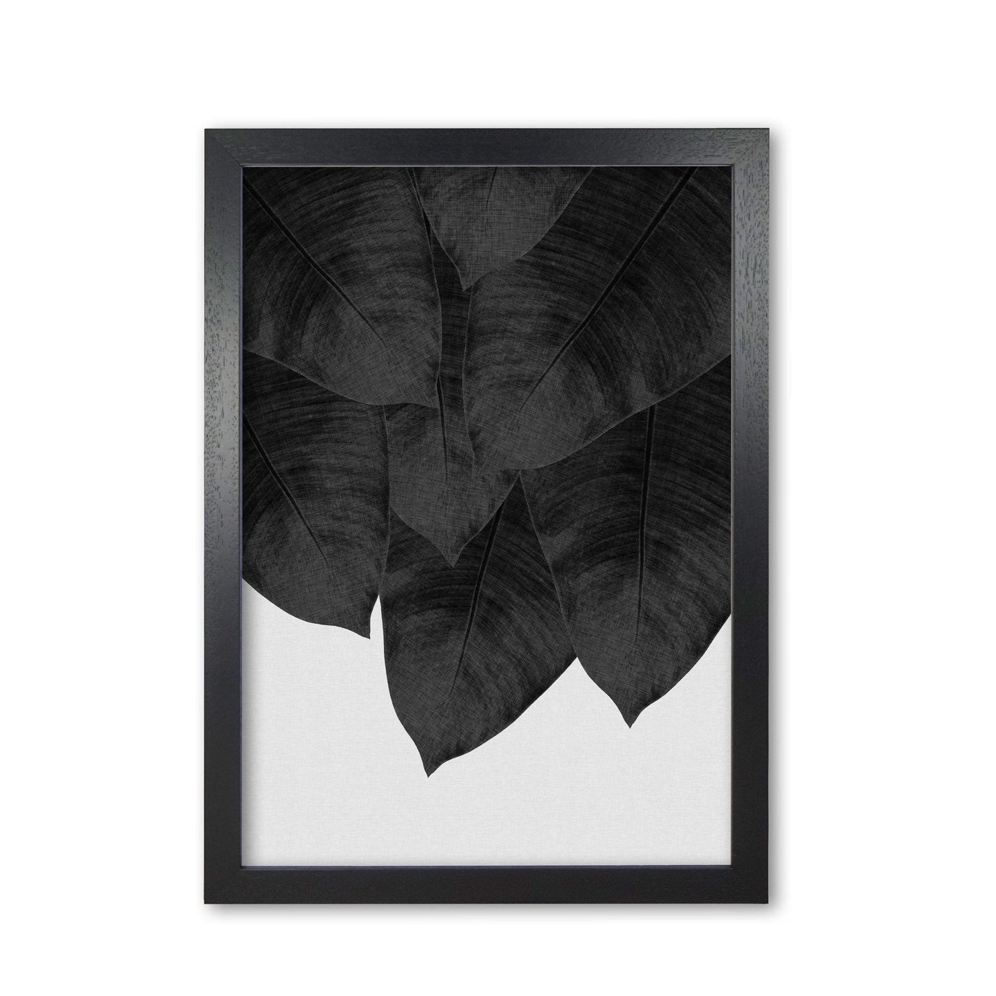 Banana leaf black &#038; white iii fine art print by orara studio