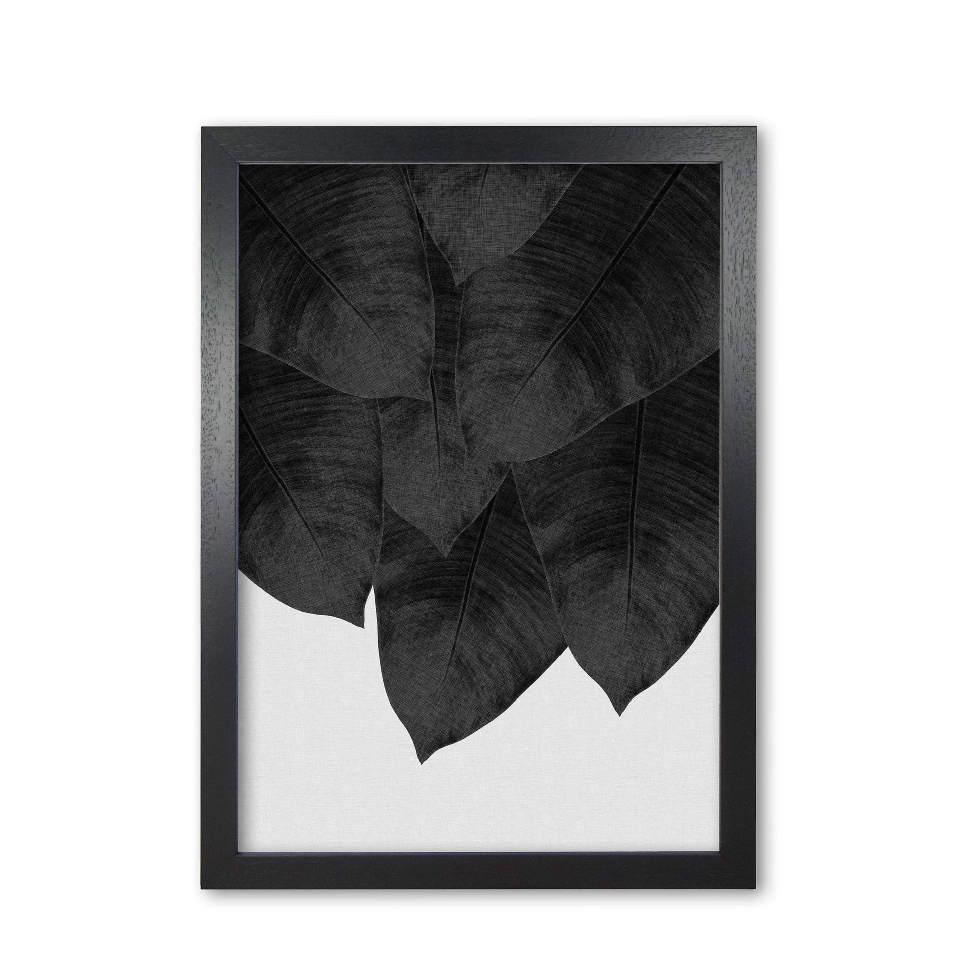 Banana leaf black &#038; white iii fine art print by orara studio