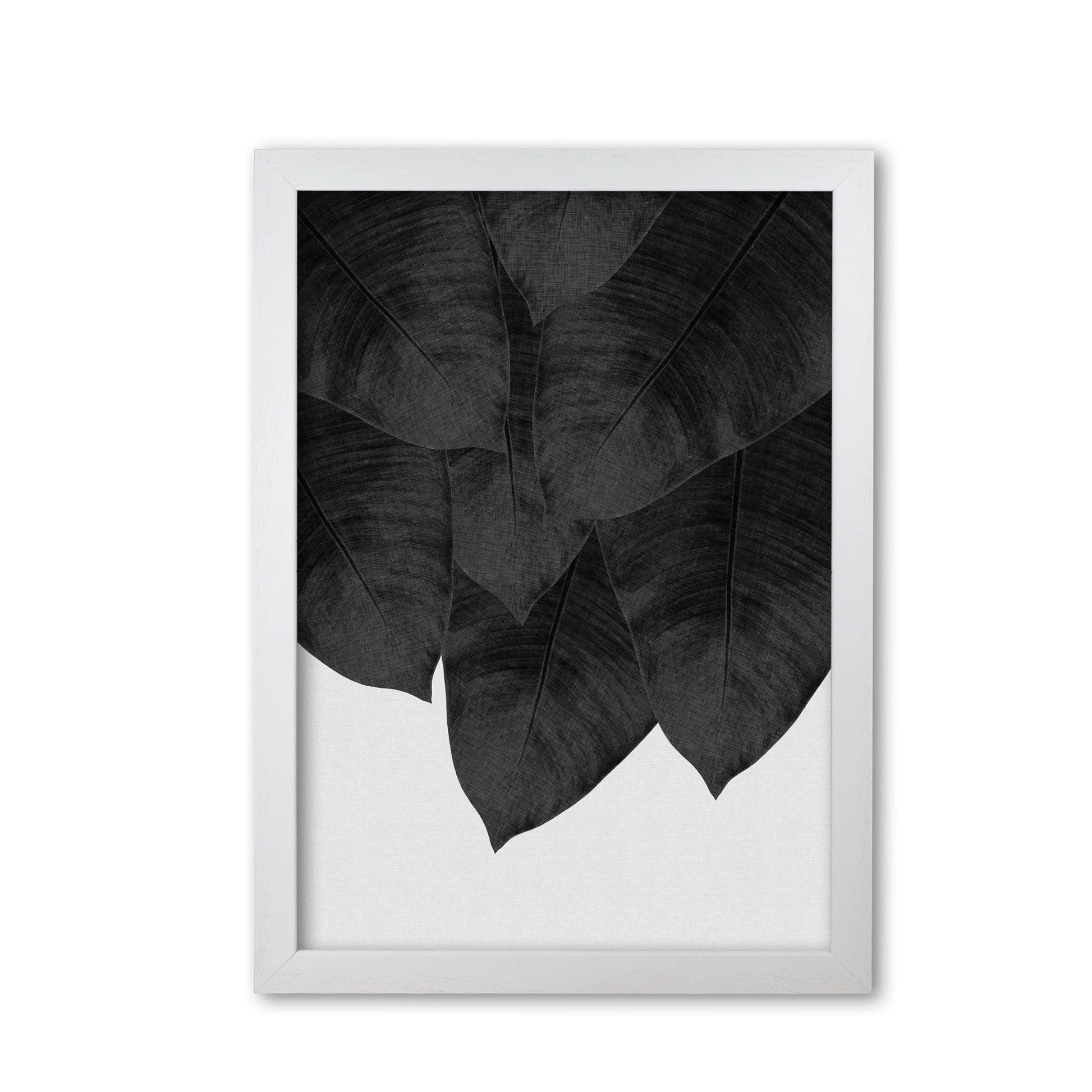 Banana leaf black &#038; white iii fine art print by orara studio
