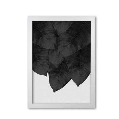 Banana leaf black &#038; white iii fine art print by orara studio