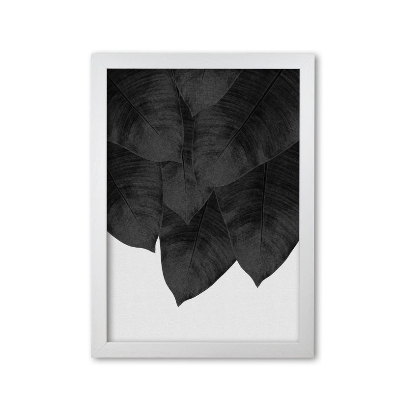 Banana leaf black &