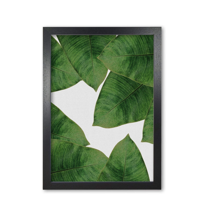 Banana leaf ii fine art print by orara studio, framed botanical &