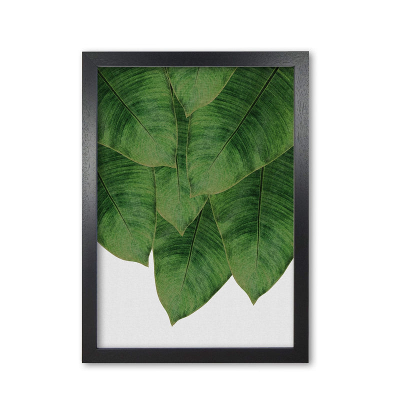 Banana leaf iii fine art print by orara studio, framed botanical &