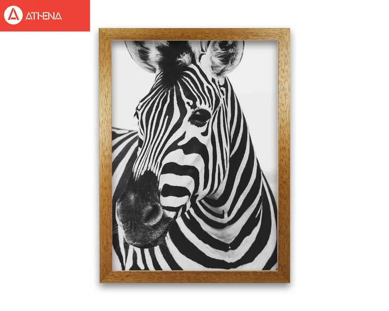Black and white zebra modern fine art print