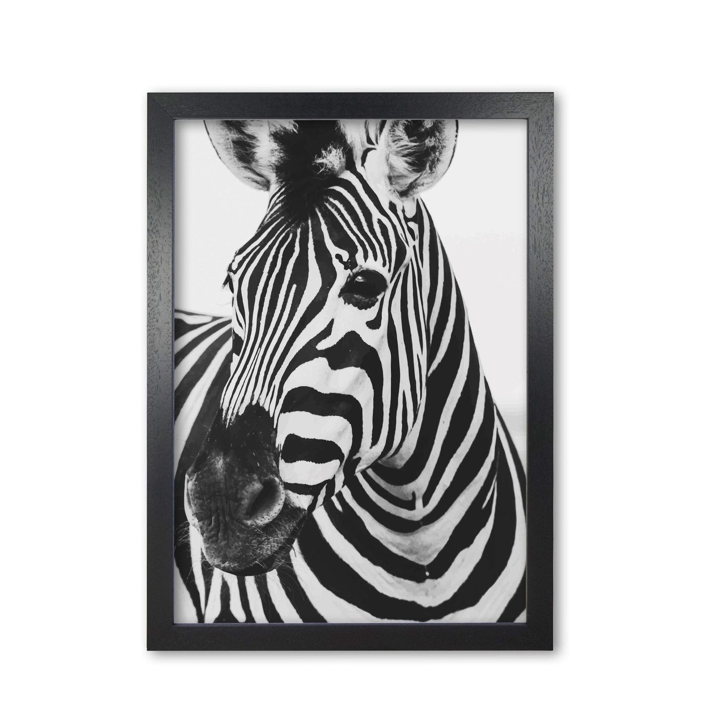 Black and white zebra modern fine art print