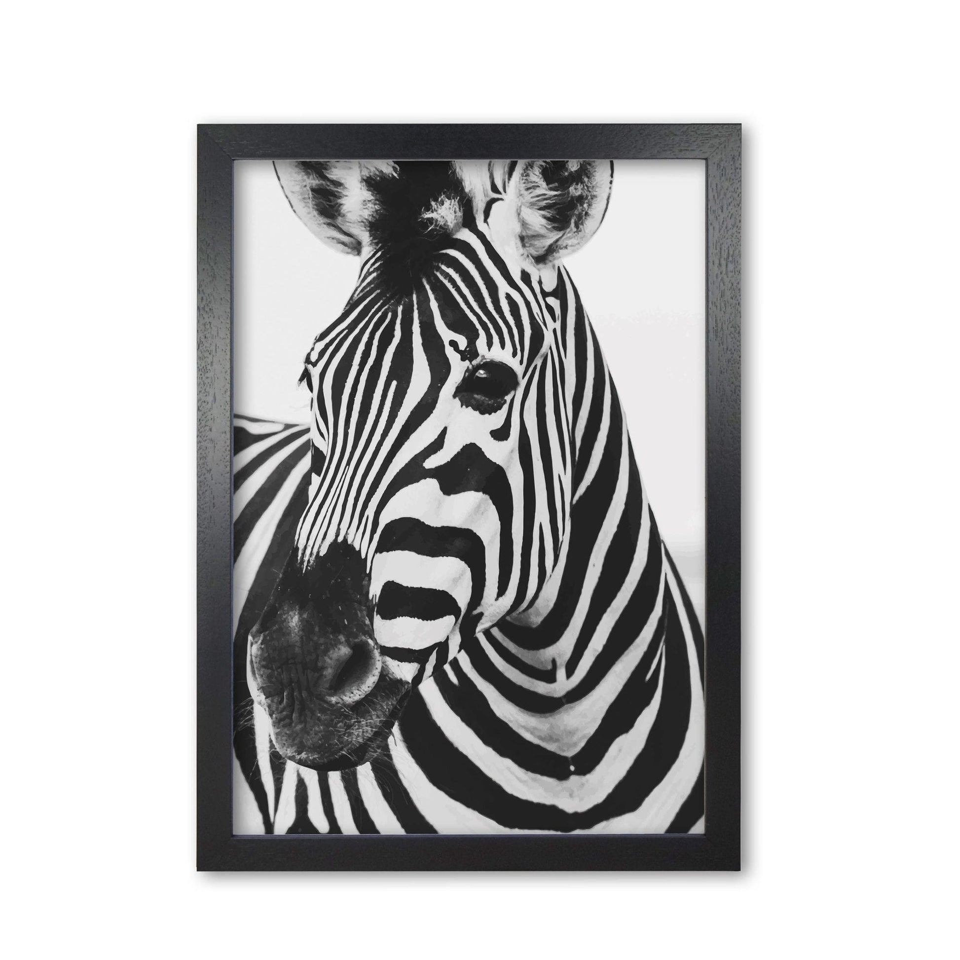 Black and white zebra modern fine art print
