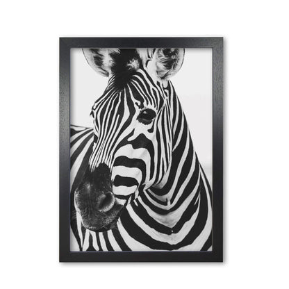Black and white zebra modern fine art print