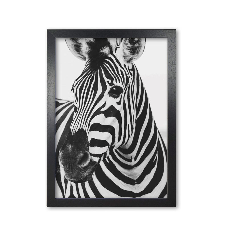 Black and white zebra modern fine art print