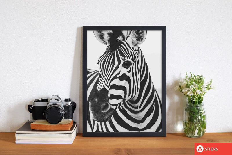 Black and white zebra modern fine art print