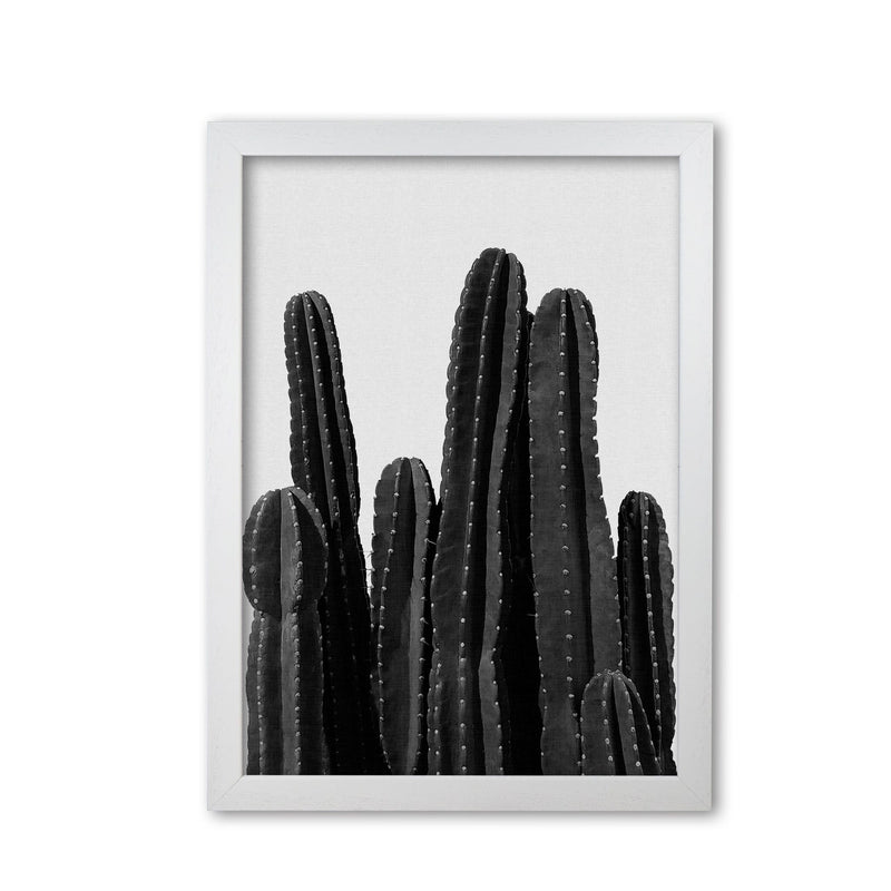 Cactus black and white fine art print by orara studio, framed botanical &