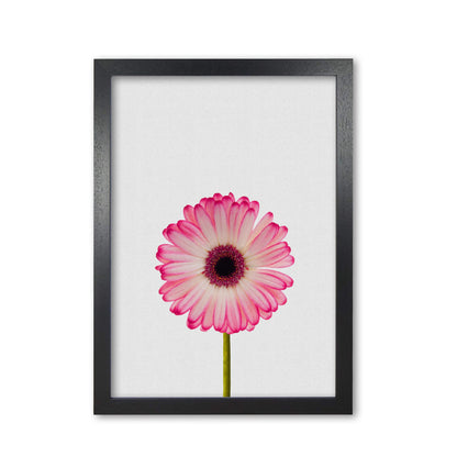 Daisy still life fine art print by orara studio, framed botanical &#038; nature art print
