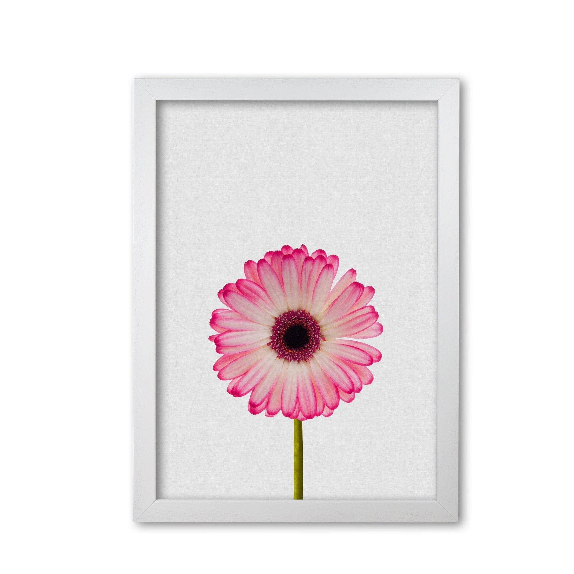 Daisy still life fine art print by orara studio, framed botanical &#038; nature art print