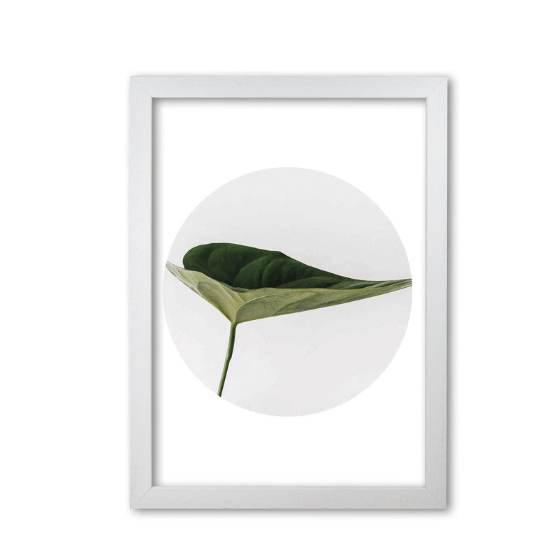 Doc leaf modern fine art print, framed botanical &