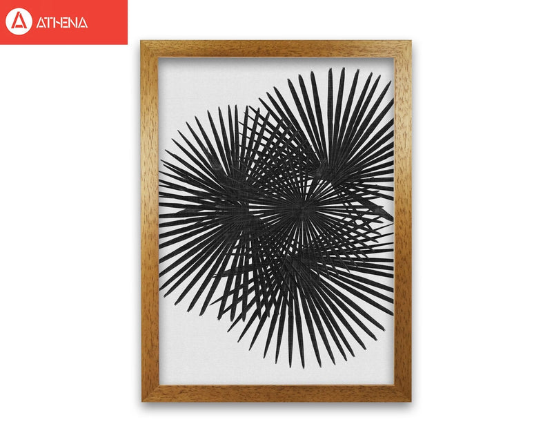 Fan palm black &