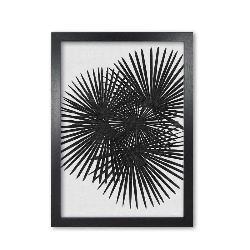 Fan palm black &