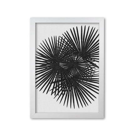 Fan palm black &#038; white fine art print by orara studio