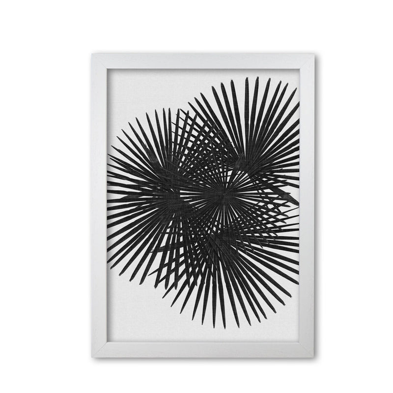 Fan palm black &