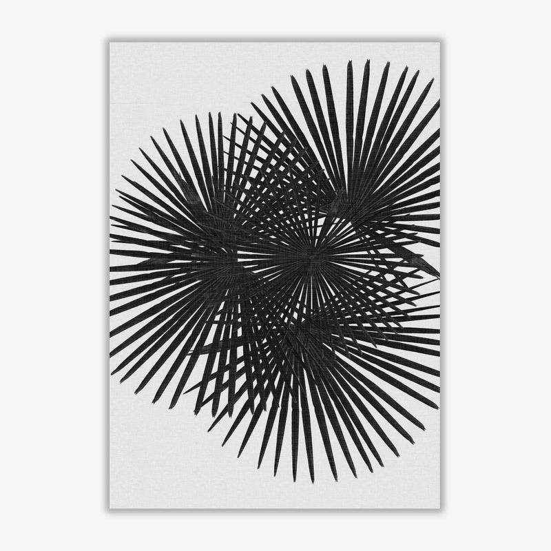 Fan palm black &
