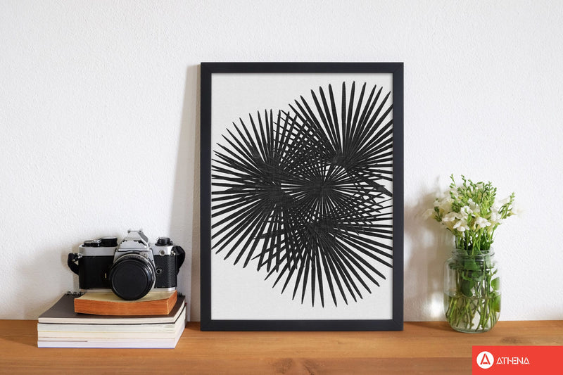Fan palm black &