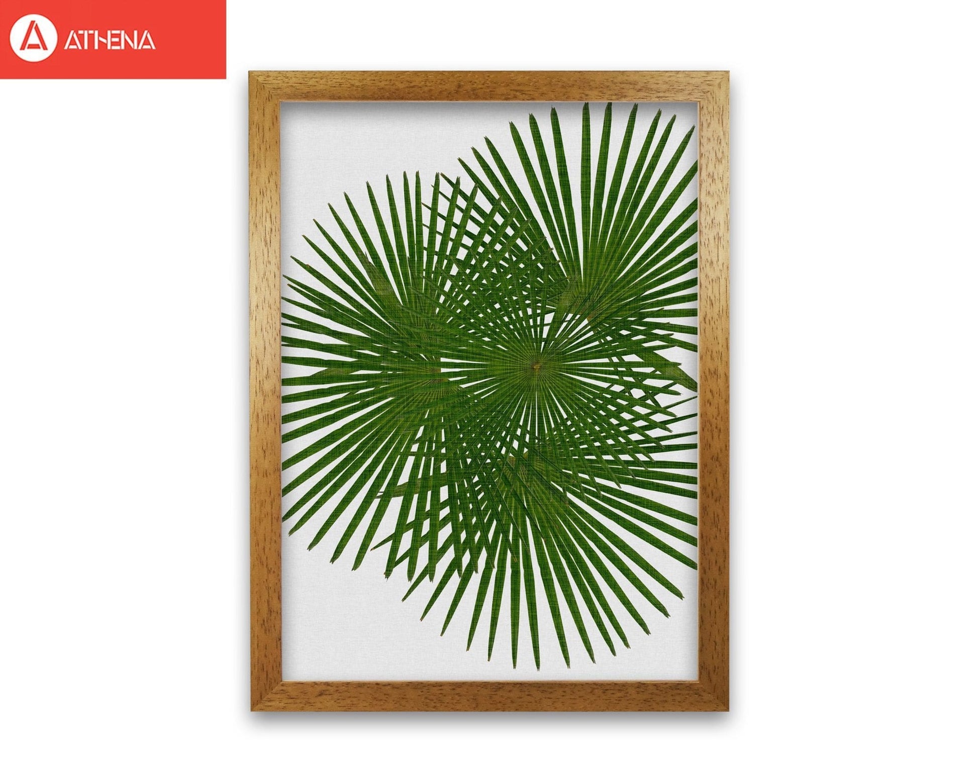 Fan palm fine art print by orara studio, framed botanical &#038; nature art print