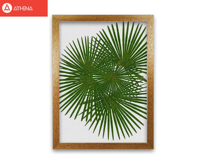 Fan palm fine art print by orara studio, framed botanical &#038; nature art print