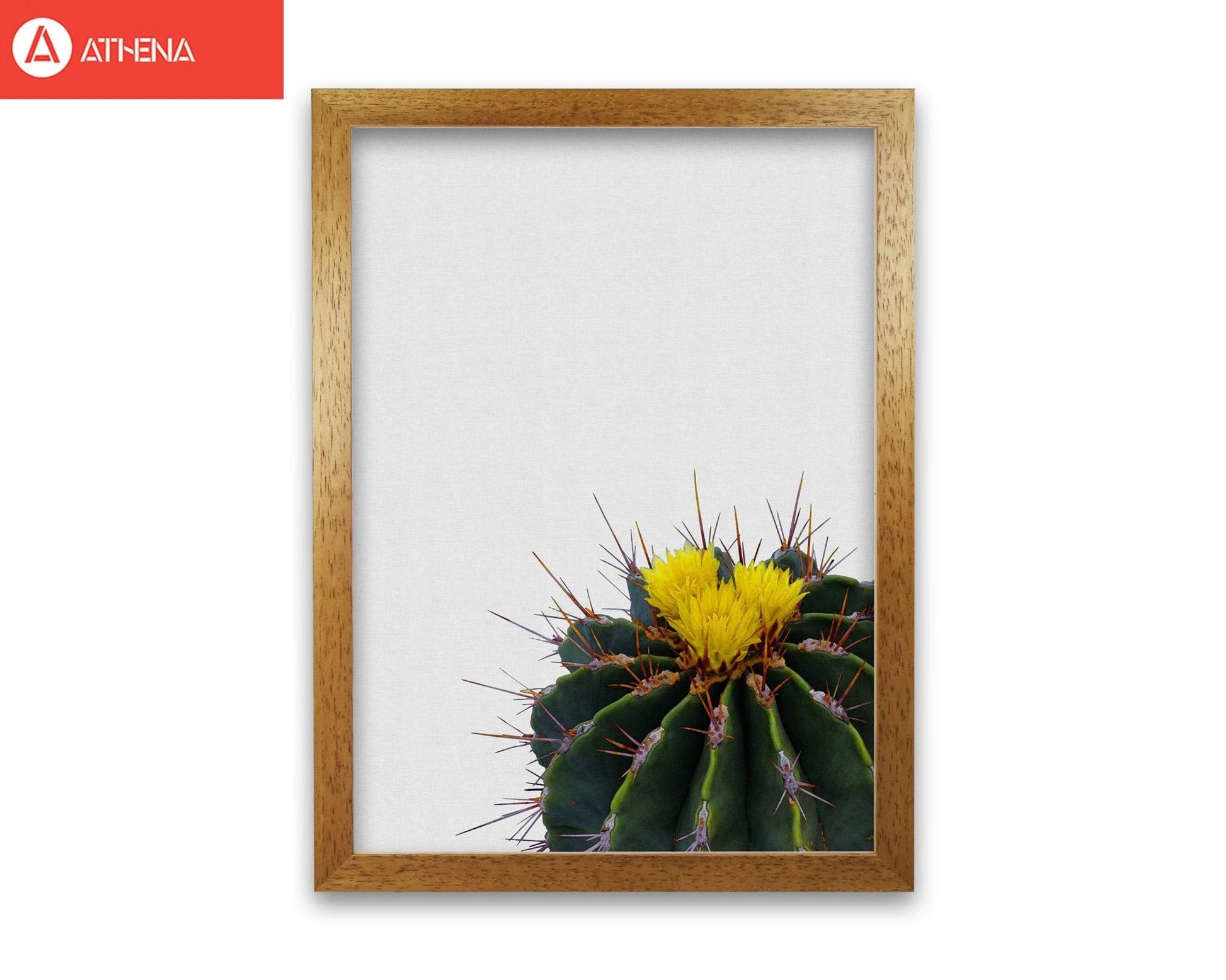 Flower cactus fine art print by orara studio, framed botanical &#038; nature art print