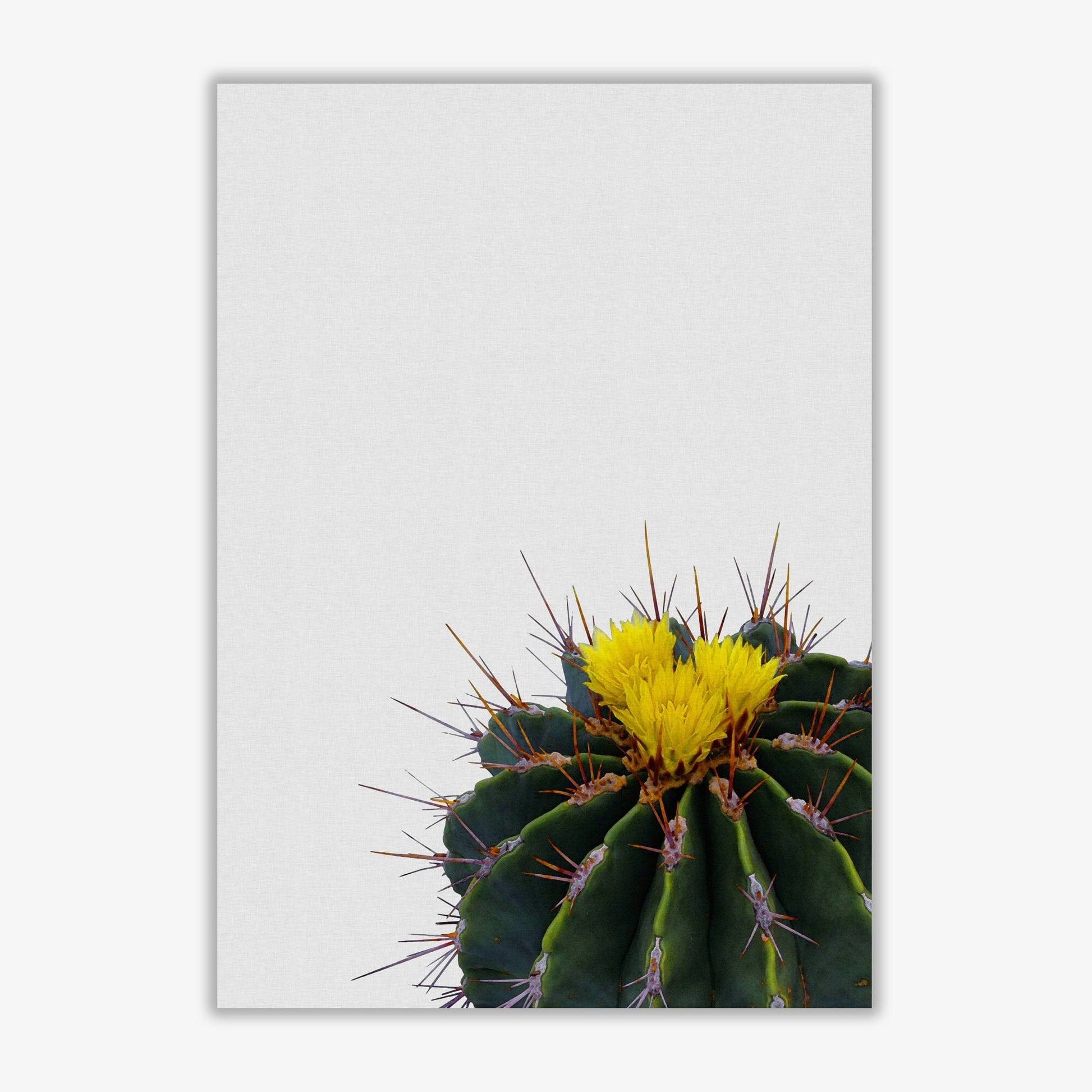 Flower cactus fine art print by orara studio, framed botanical &#038; nature art print