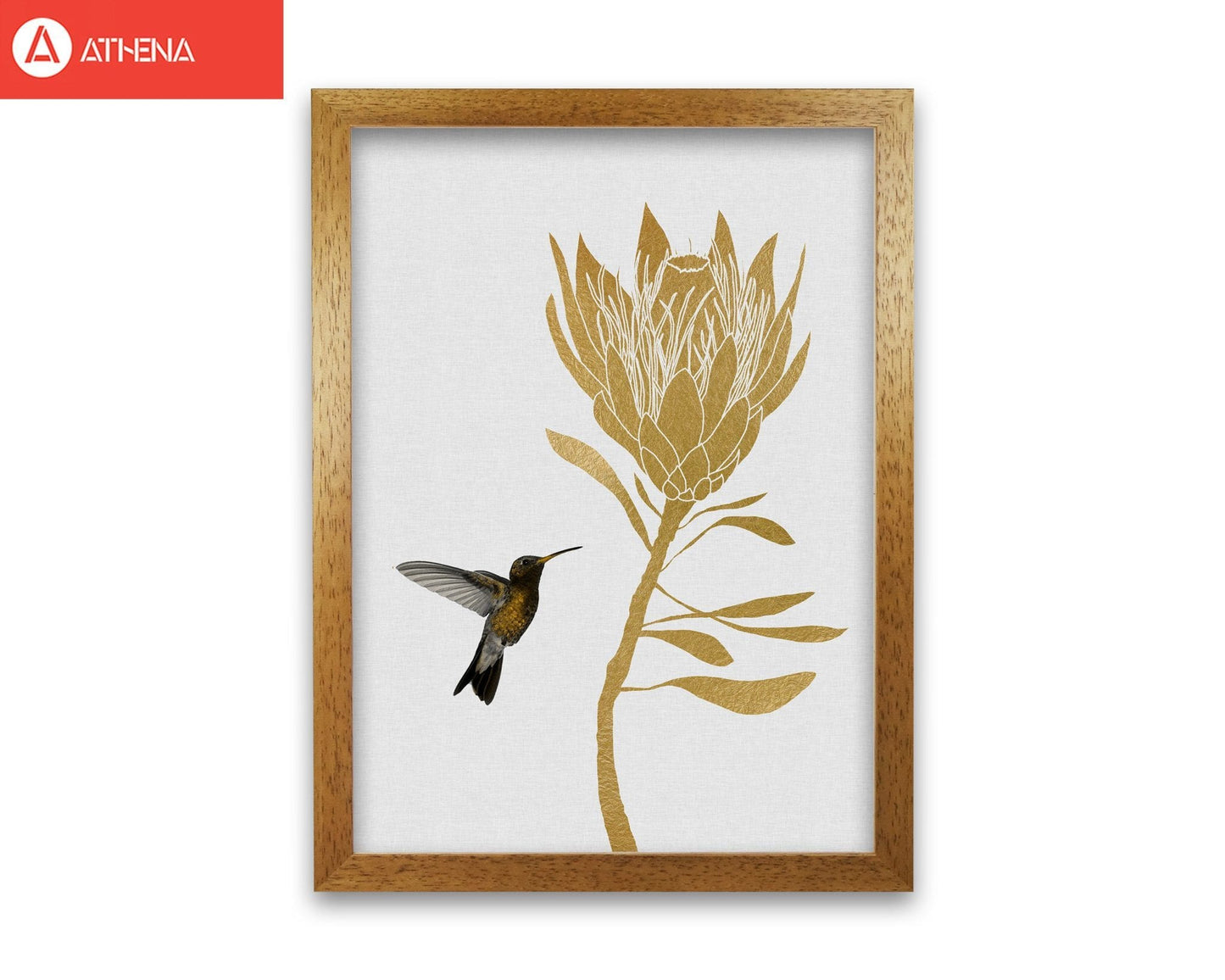 Hummingbird &#038; flower i fine art print by orara studio
