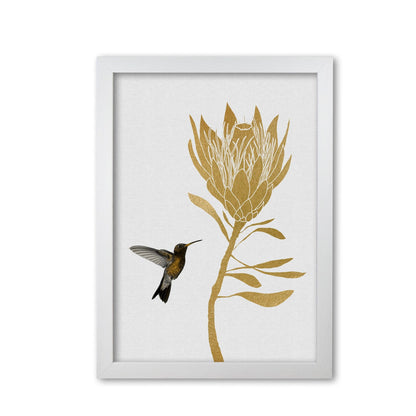 Hummingbird &#038; flower i fine art print by orara studio
