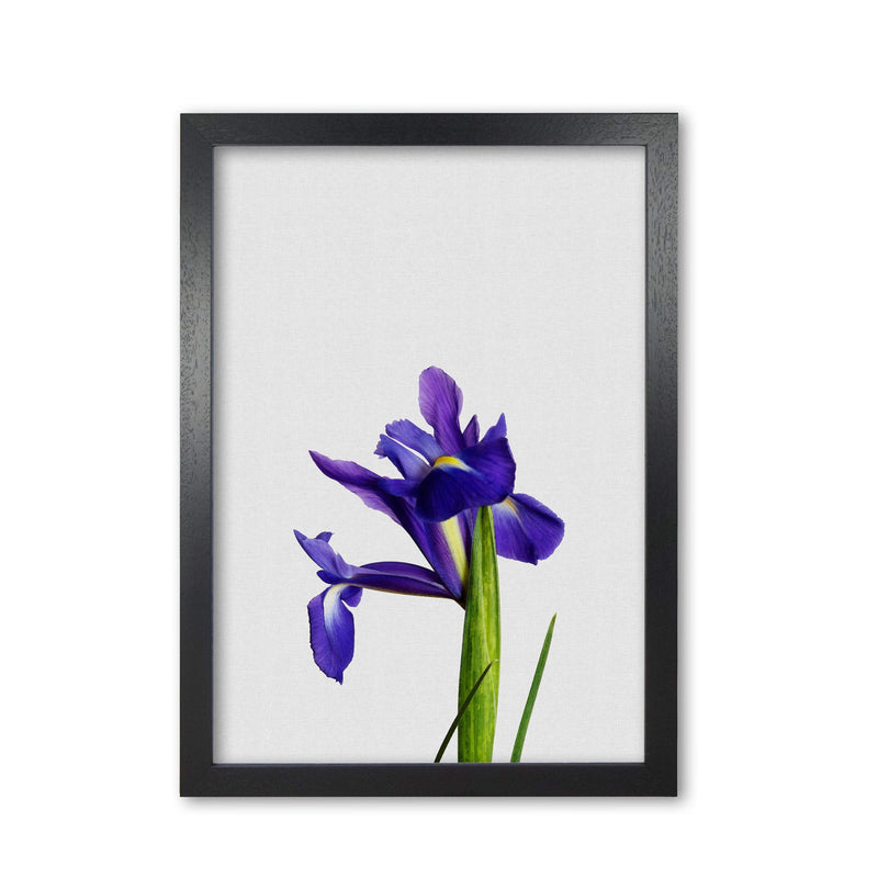 Iris still life fine art print by orara studio, framed botanical &
