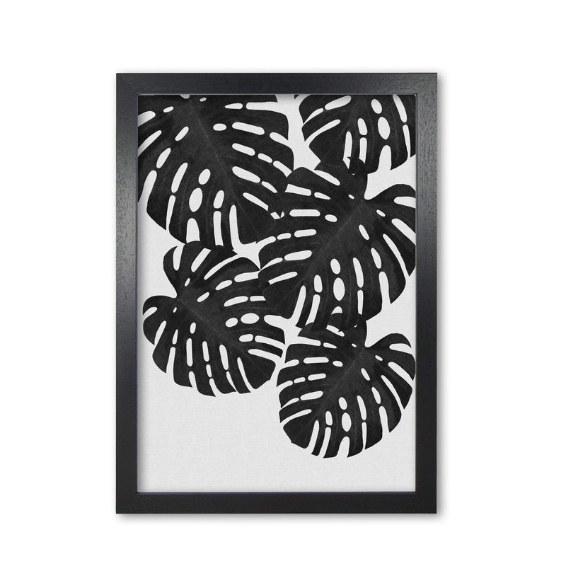 Monstera black &