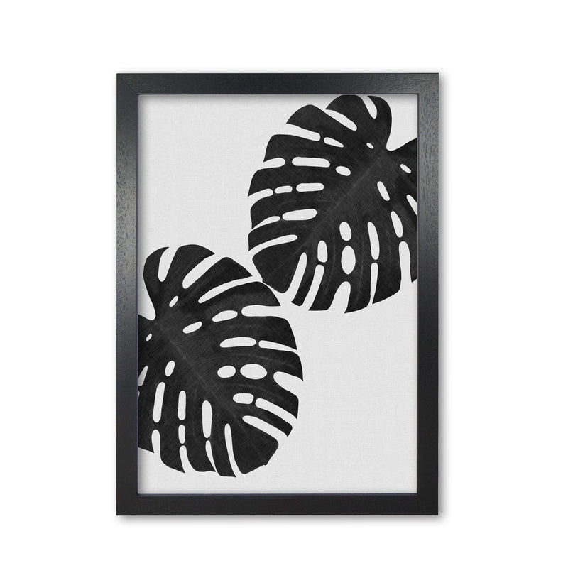 Monstera black &