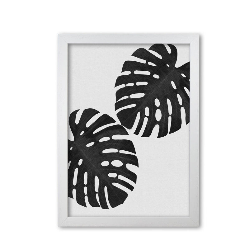 Monstera black &
